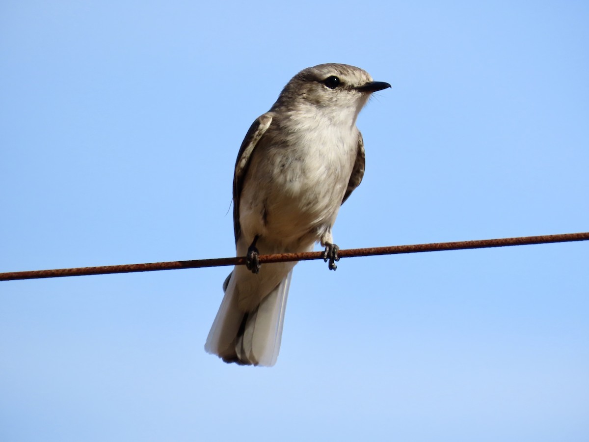 Miro enchanteur - ML645555972