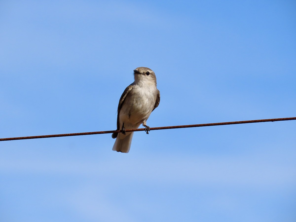 Miro enchanteur - ML645555973