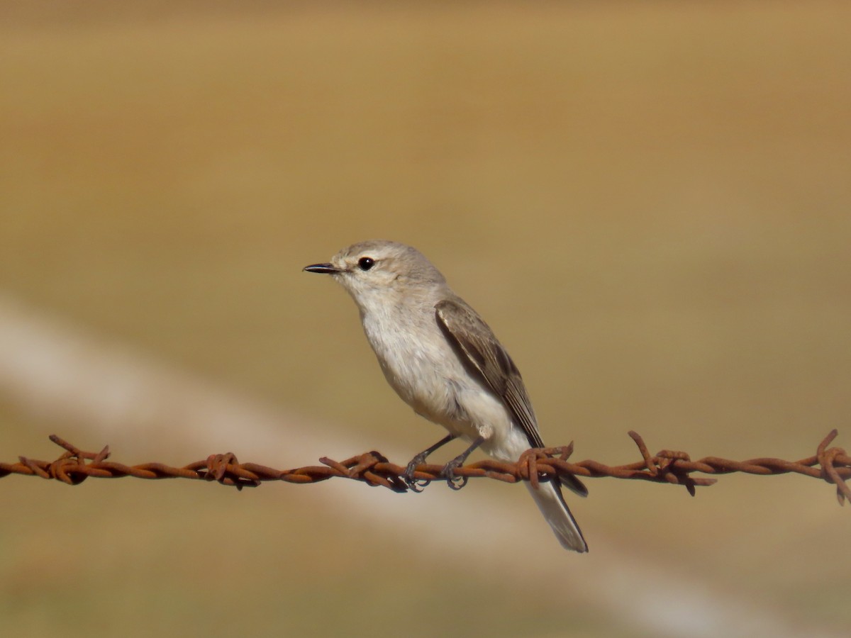 Miro enchanteur - ML645555974