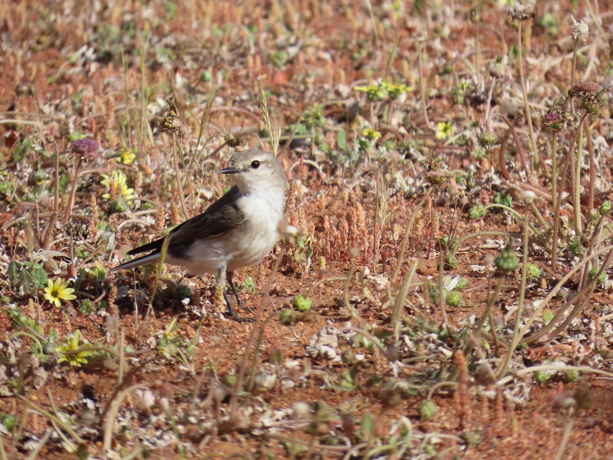 Miro enchanteur - ML645555975