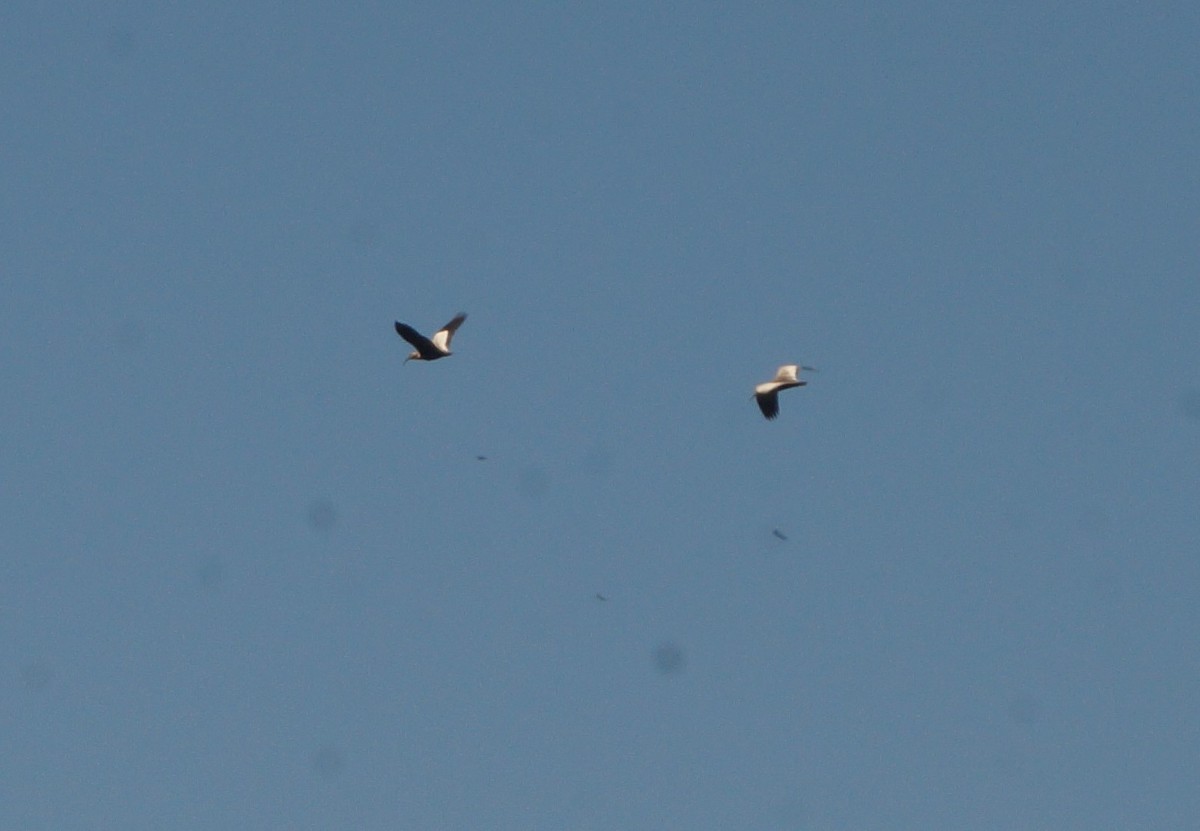 Buff-necked Ibis - ML645555977