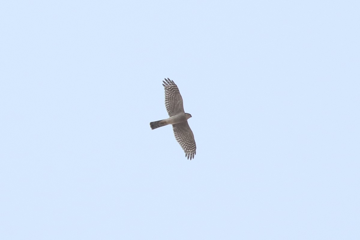 נץ מצוי - ML645555982