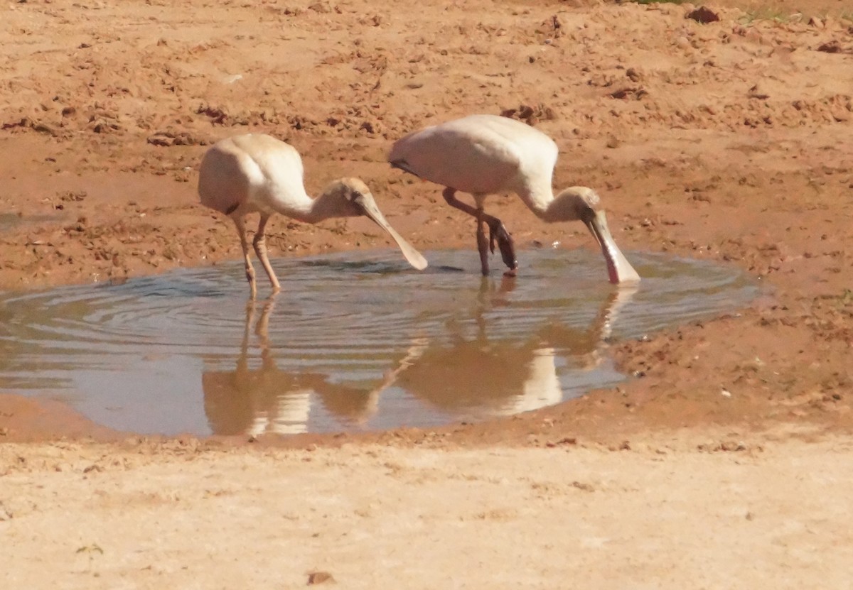 Rosalöffler - ML645555983