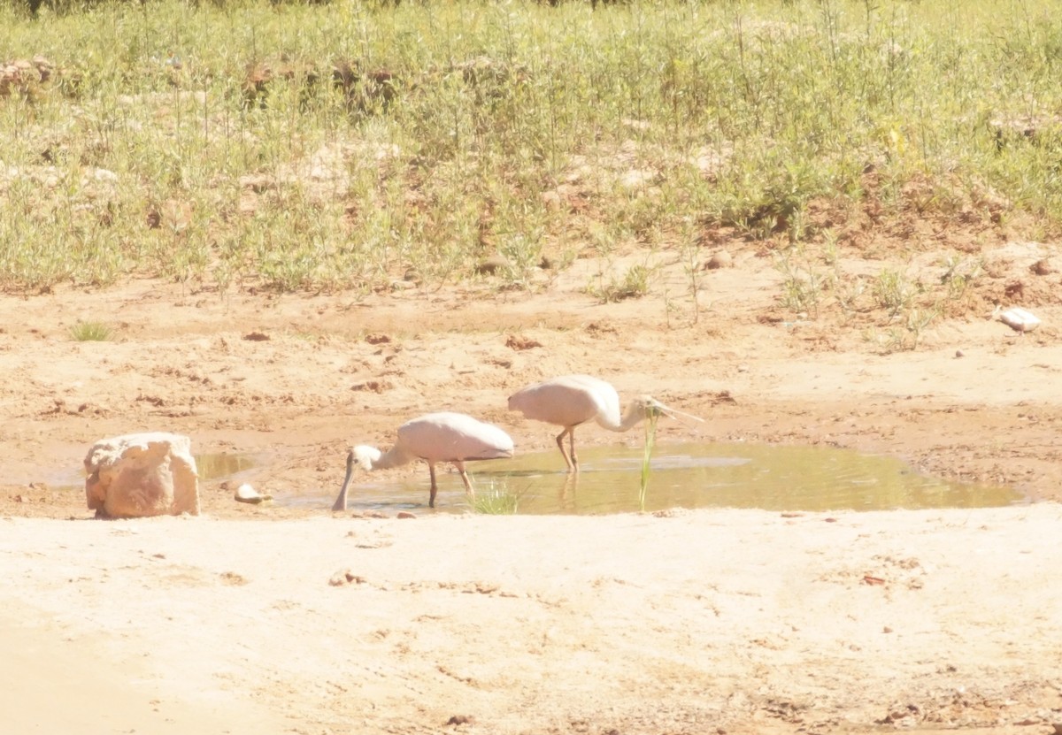 Rosalöffler - ML645555984