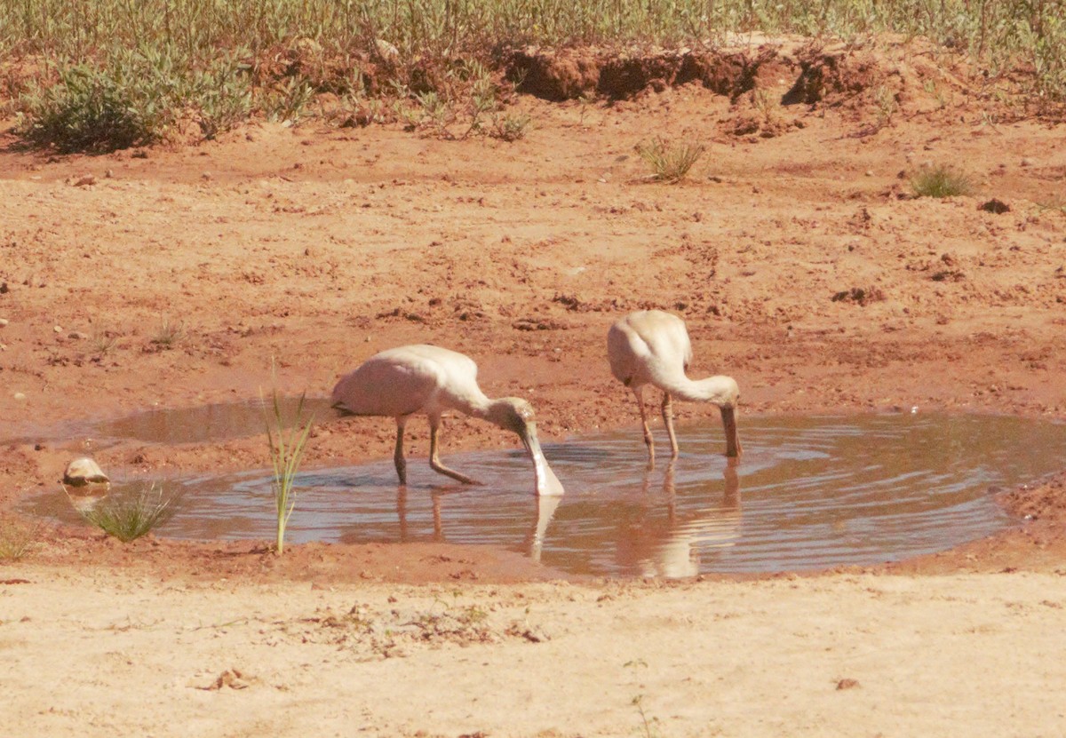 Rosalöffler - ML645555985