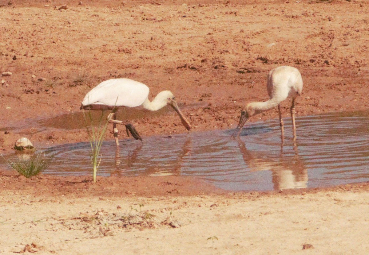 Rosalöffler - ML645555986