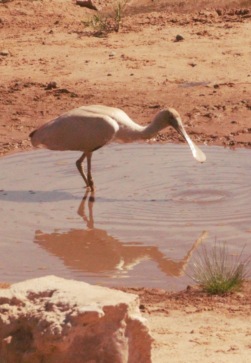 Rosalöffler - ML645555987