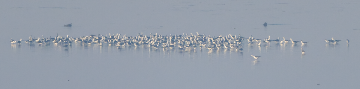 Black-winged Stilt - ML645555990