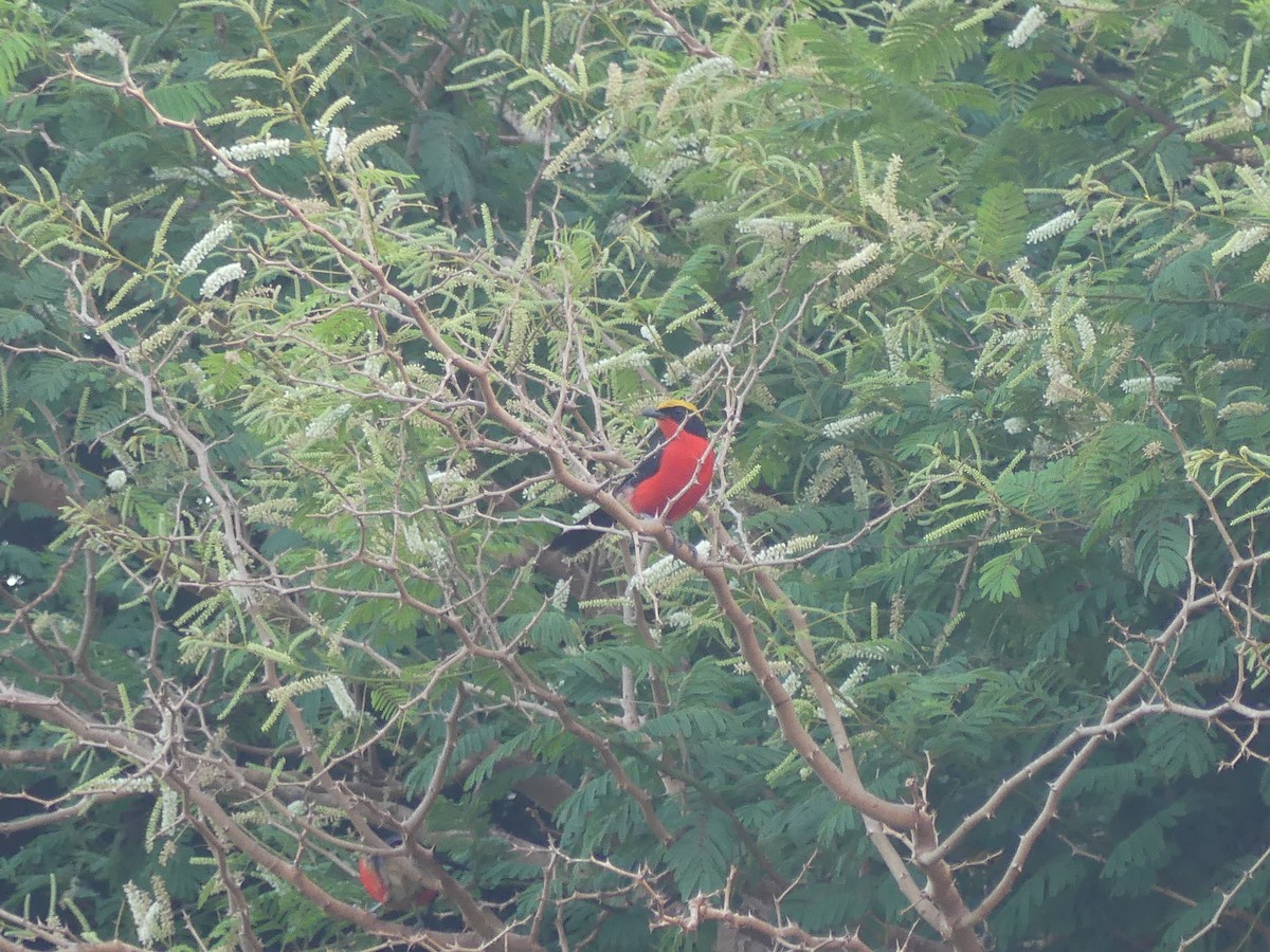 Гонолек червоний - ML645555991