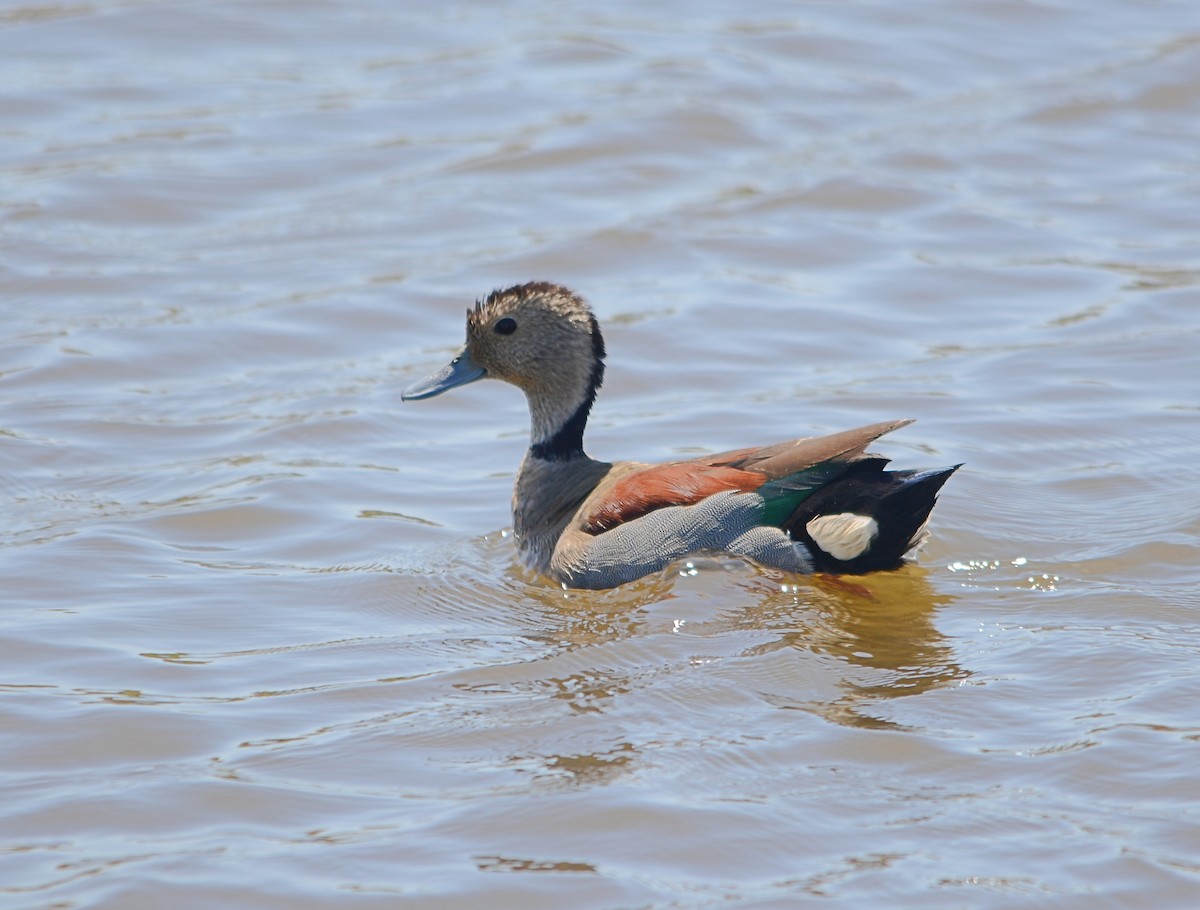 Ringed Teal - ML645555995