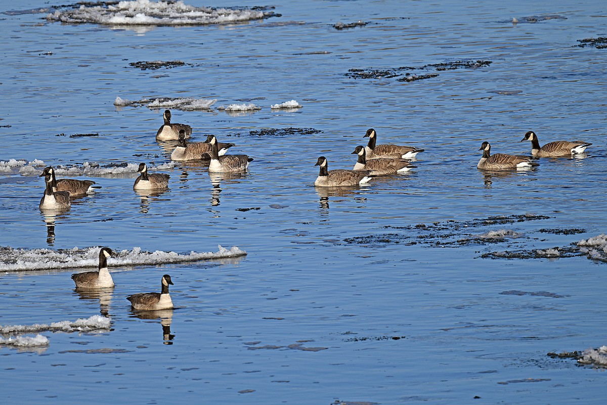 berneška velká - ML645556005