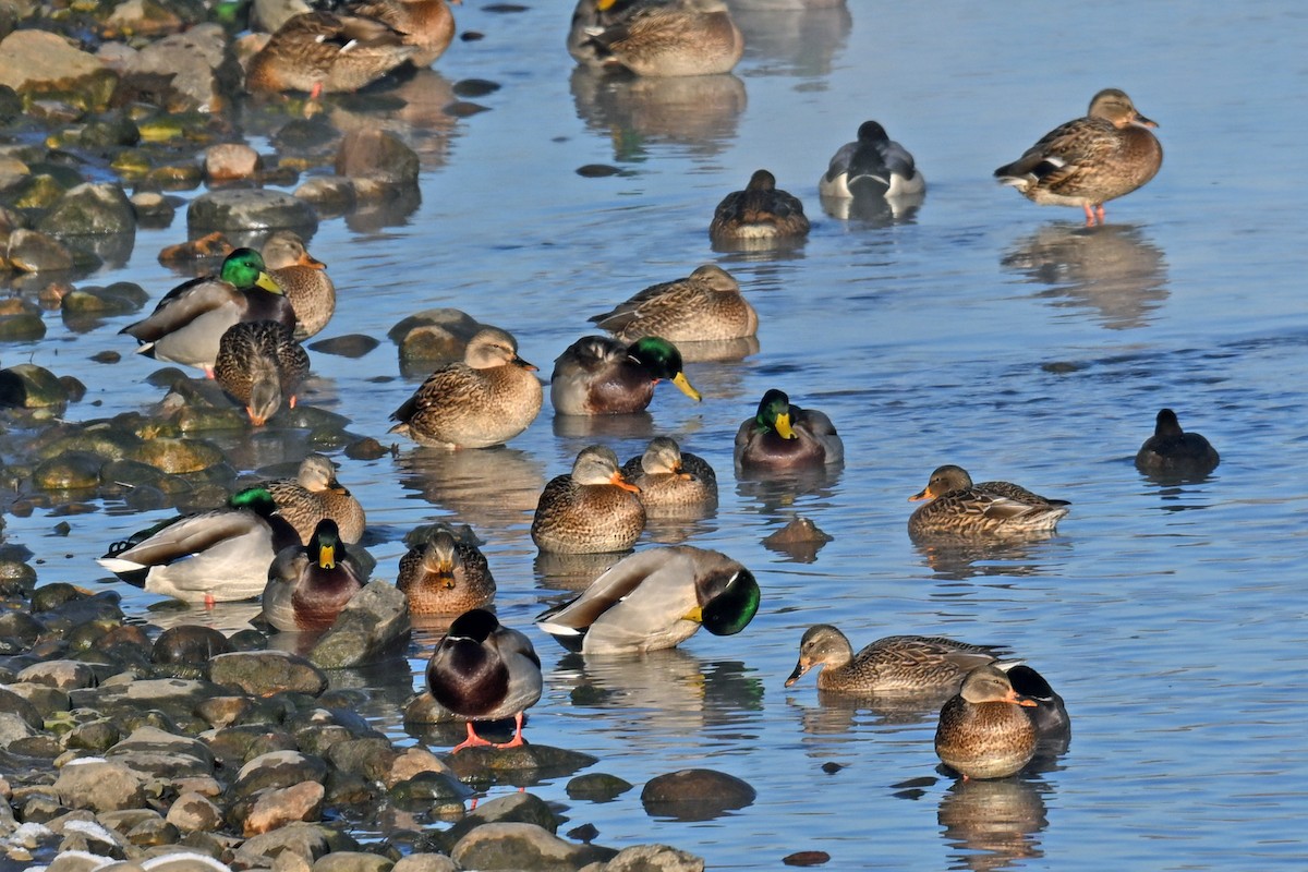 kachna divoká - ML645556007