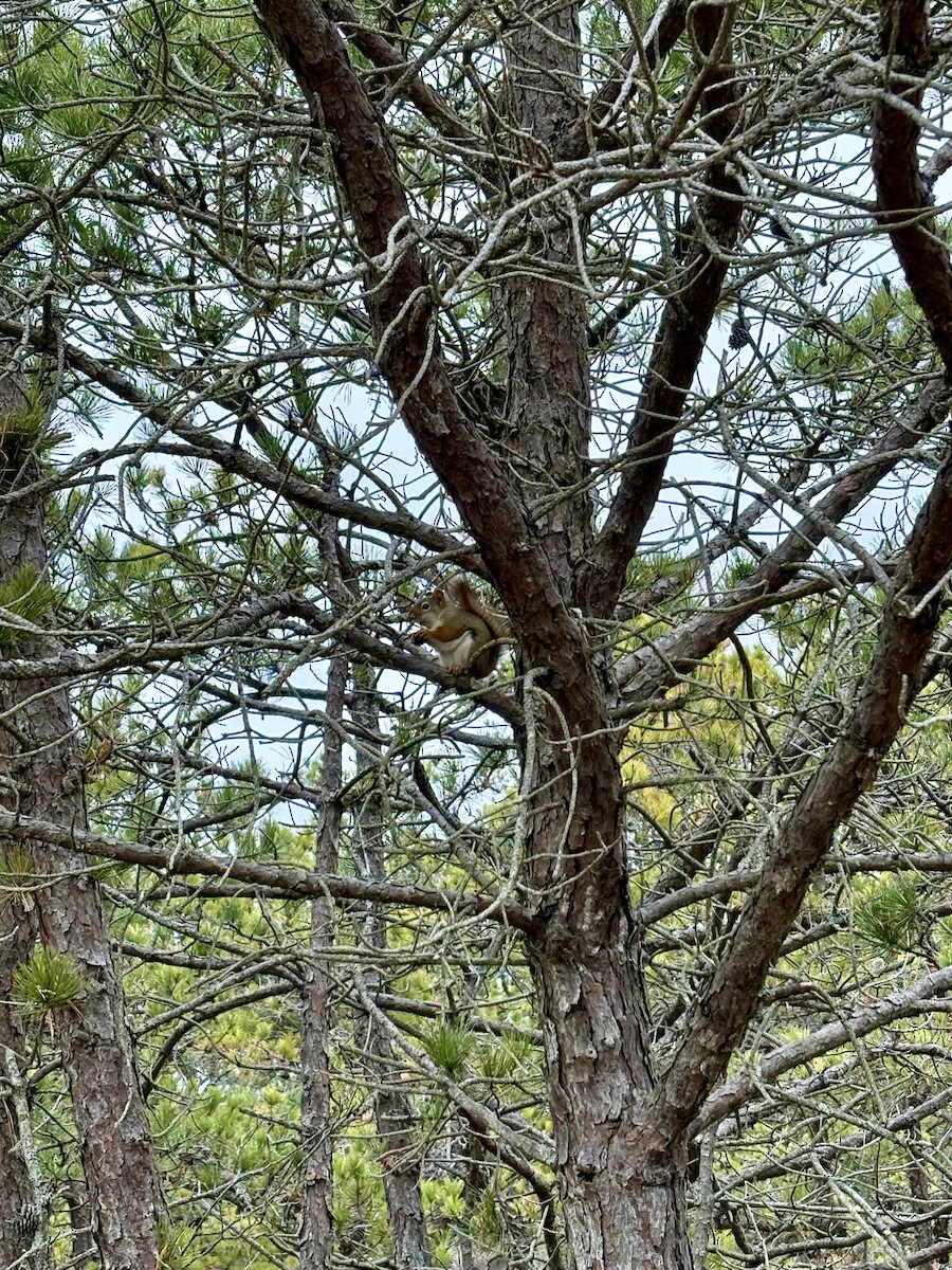 Animals - ML645556016