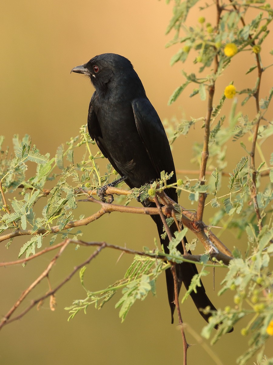 דרונגו שחור - ML645556018