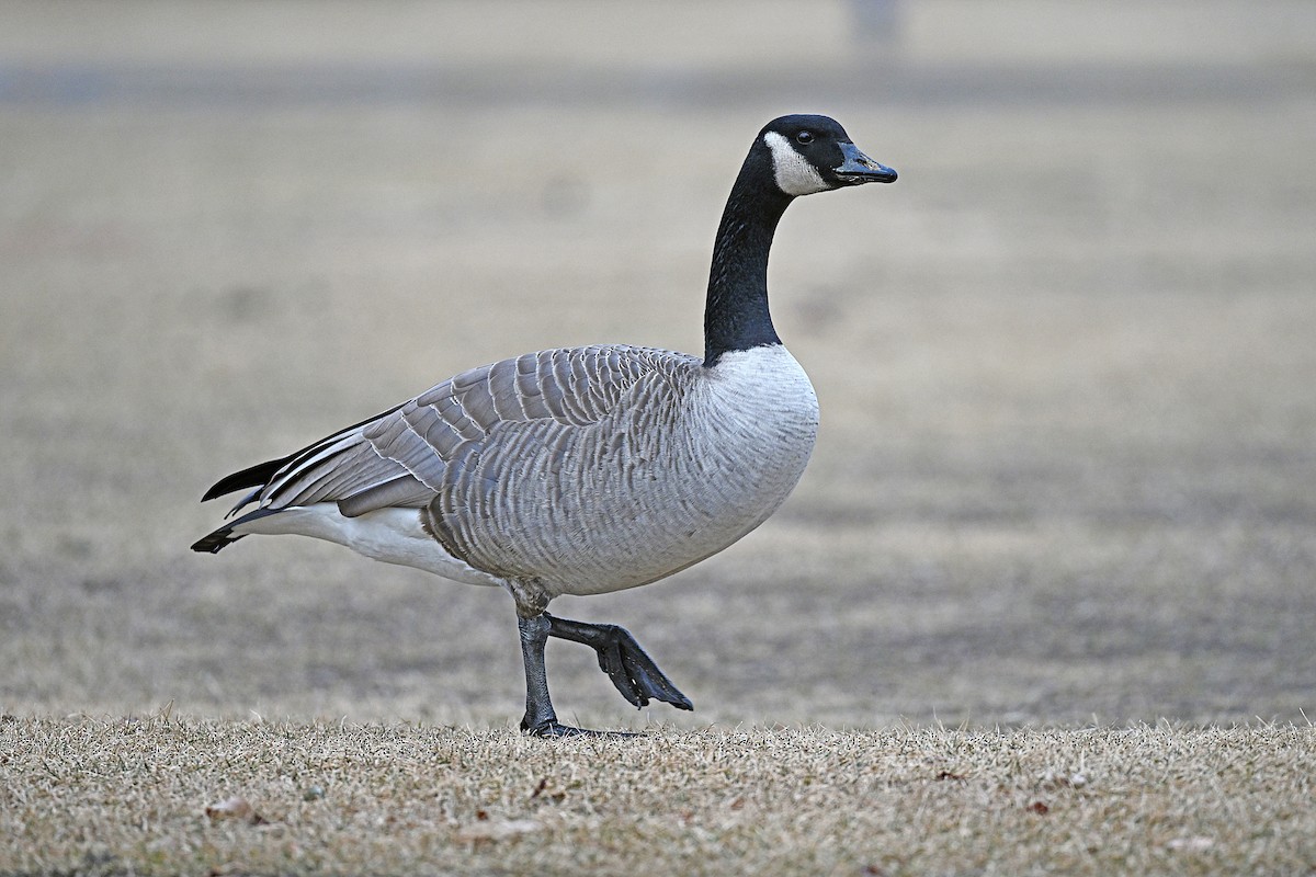 berneška velká - ML645556026