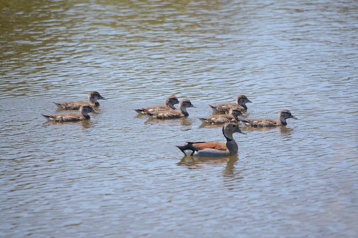Ringed Teal - ML645556028