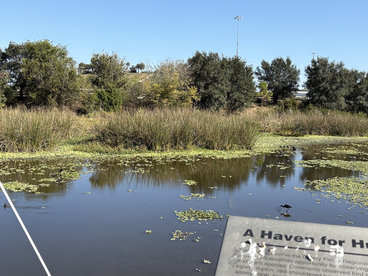 Бугай американський - ML645556038