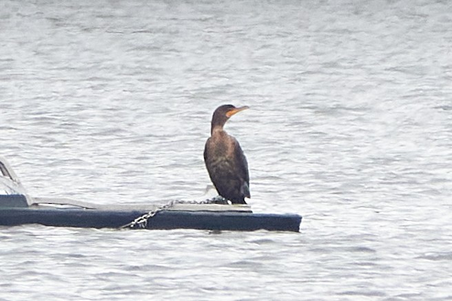 kormorán ušatý - ML645556051