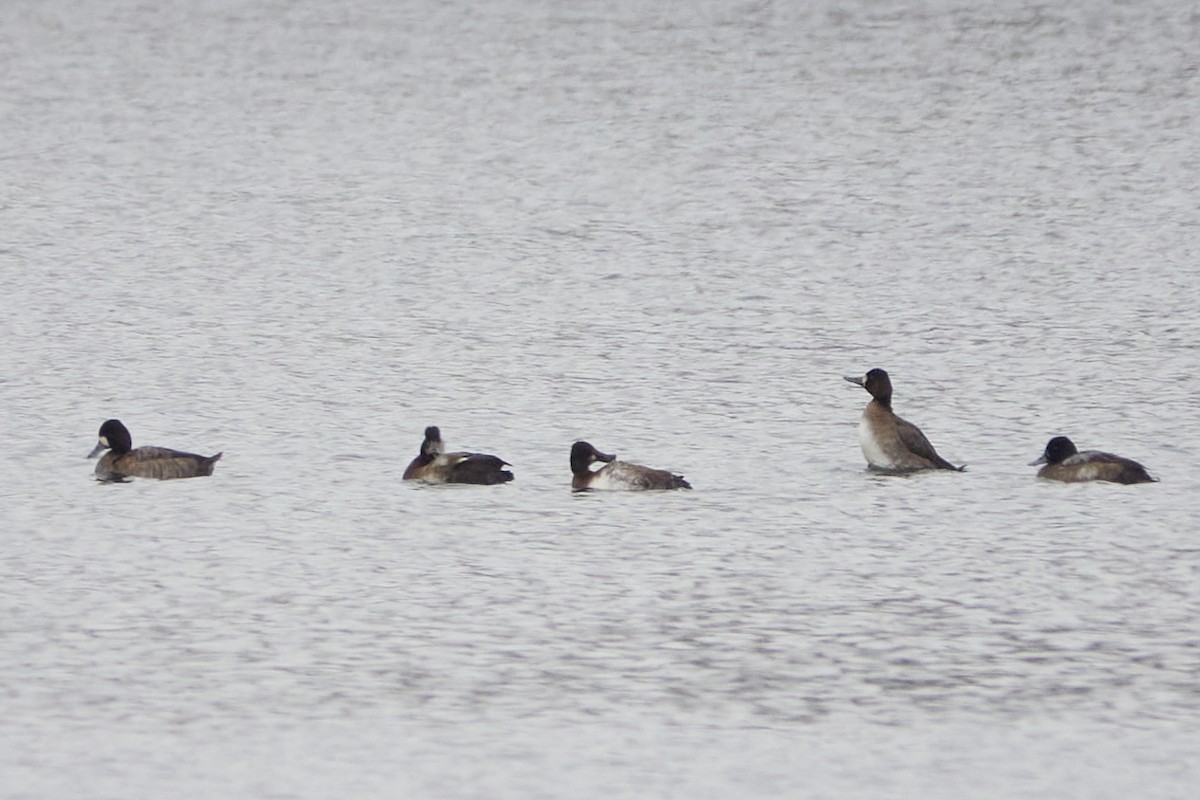 polák vlnkovaný - ML645556056