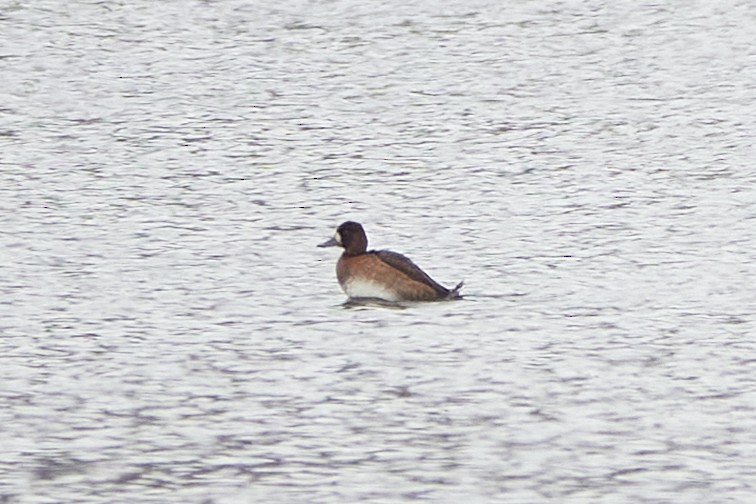 polák vlnkovaný - ML645556057