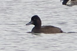 polák vlnkovaný - ML645556058