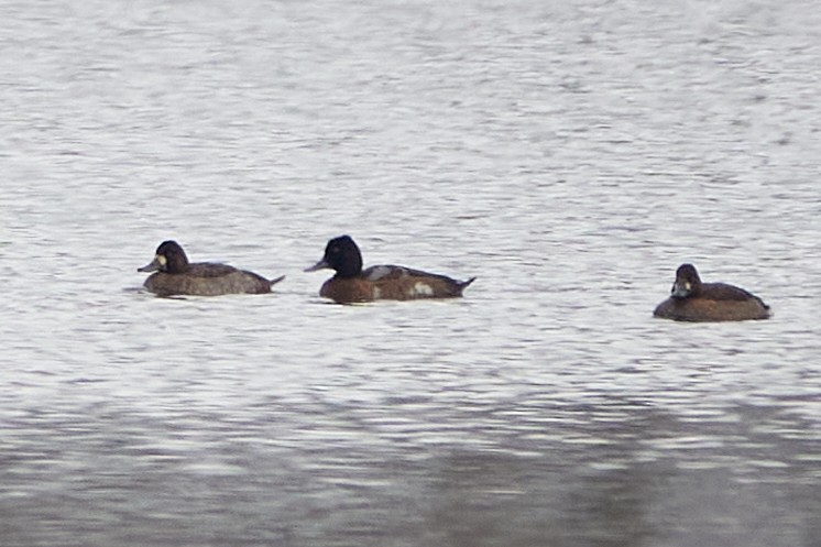 polák vlnkovaný - ML645556059