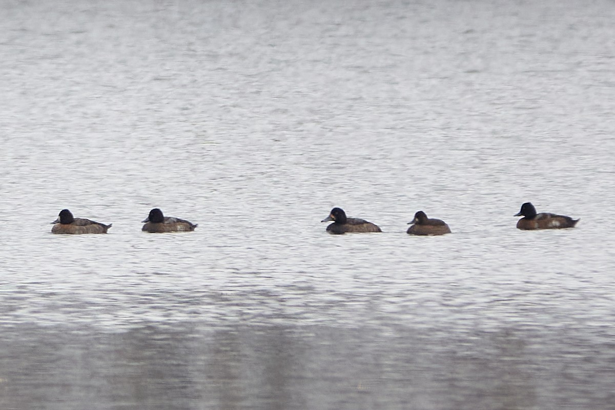 polák vlnkovaný - ML645556060