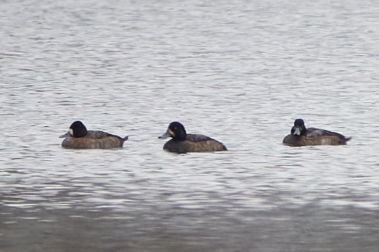 polák vlnkovaný - ML645556061