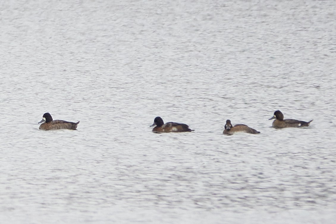 polák vlnkovaný - ML645556062