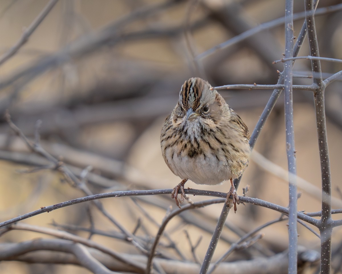 strnadec pruhohlavý - ML645556066