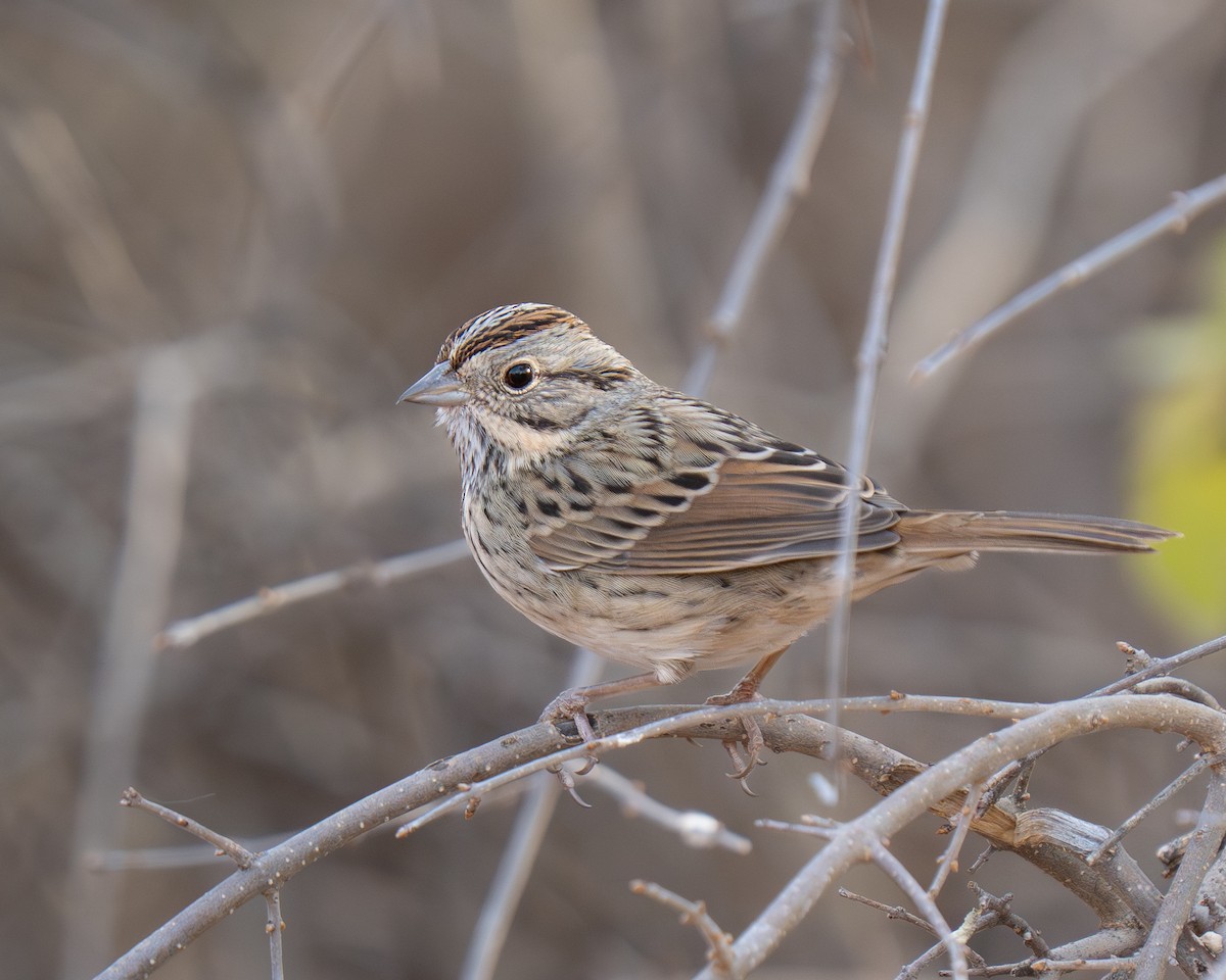 strnadec pruhohlavý - ML645556070