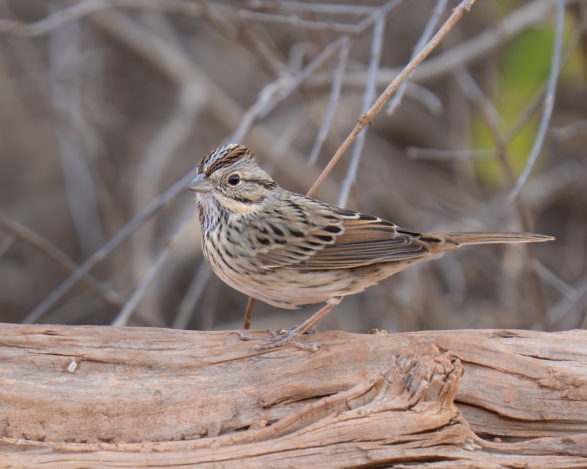 strnadec pruhohlavý - ML645556071