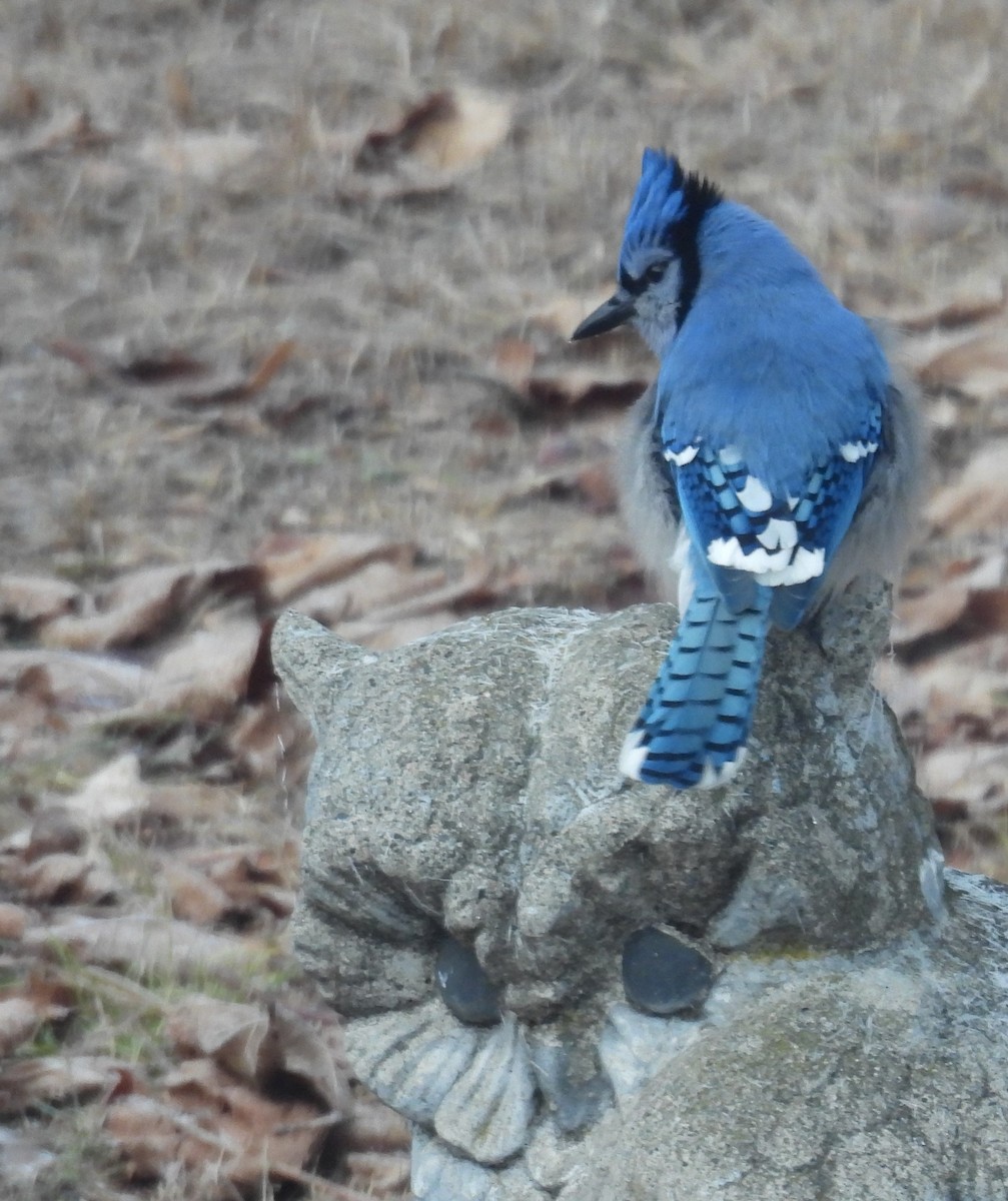 Blue Jay - ML645556072