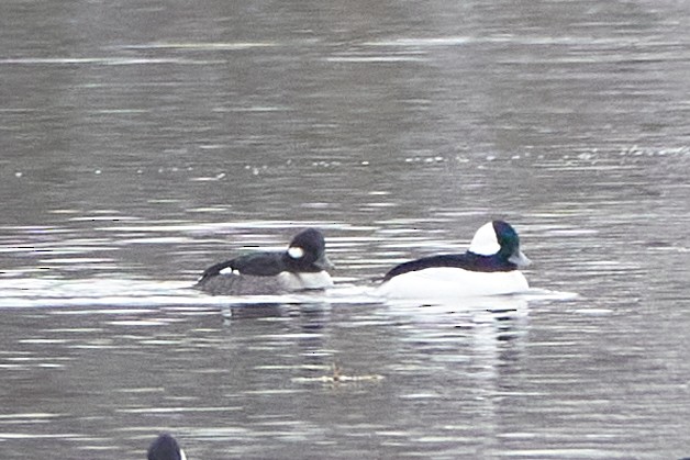 hohol bělavý - ML645556076