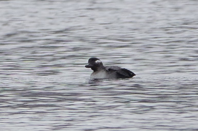 hohol bělavý - ML645556077