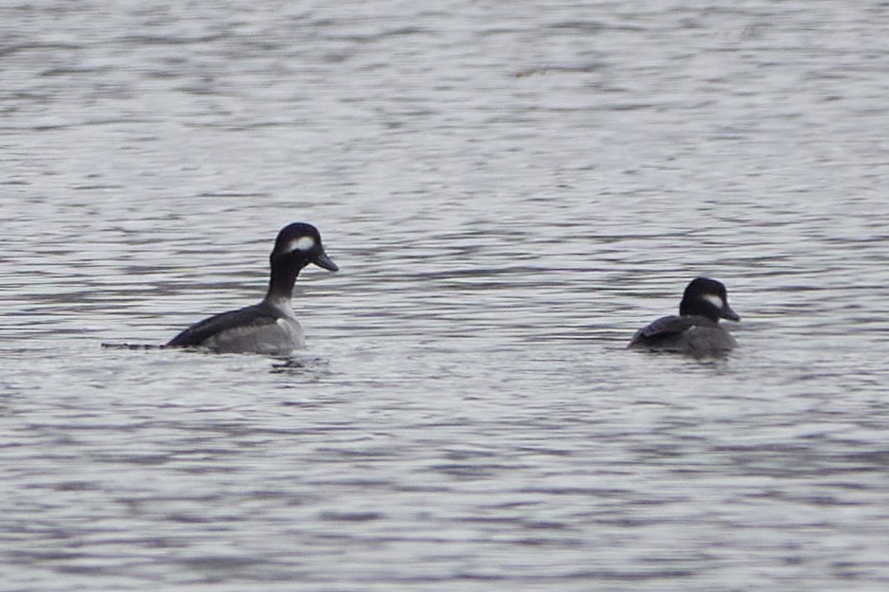 hohol bělavý - ML645556078