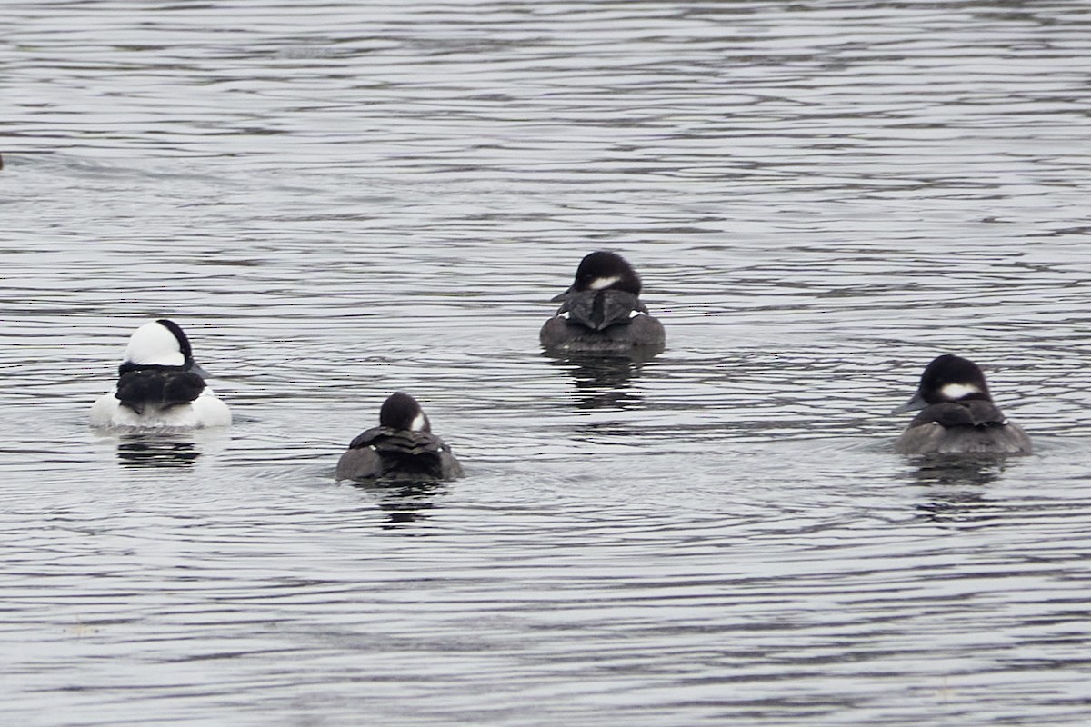 hohol bělavý - ML645556079