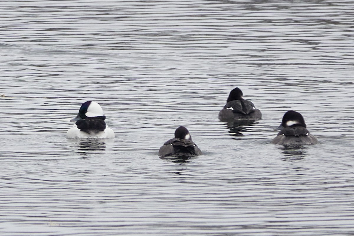 hohol bělavý - ML645556080