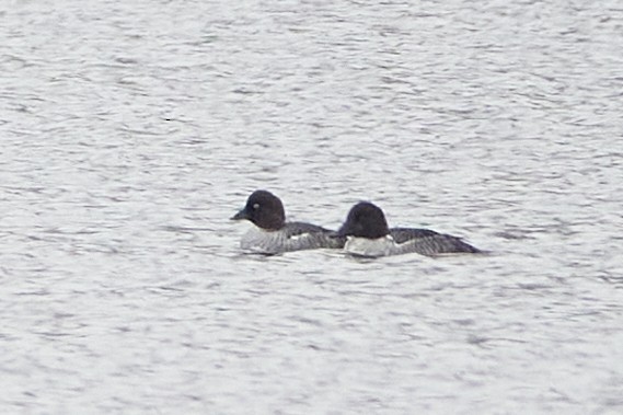 hohol severní - ML645556084