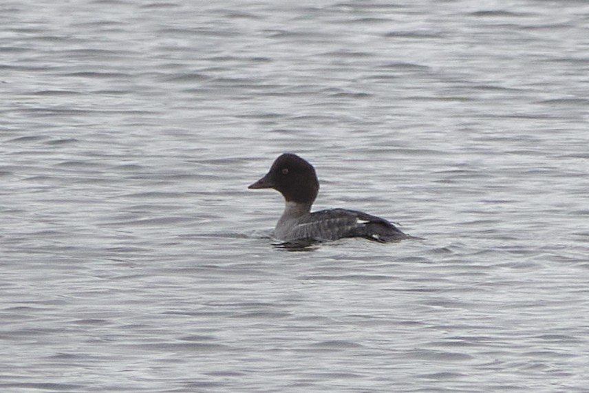 hohol severní - ML645556085