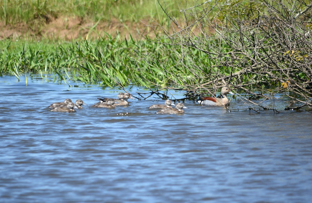 Ringed Teal - ML645556109