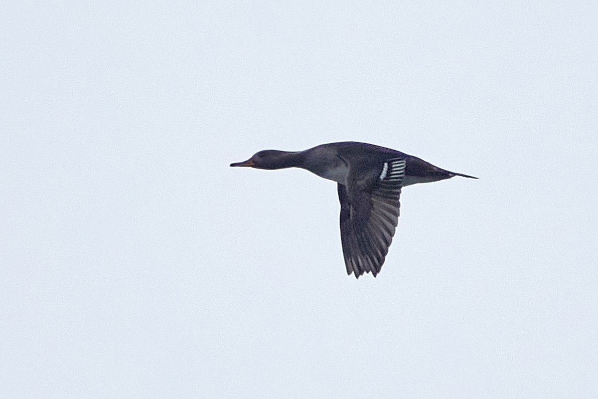 morčák chocholatý - ML645556110