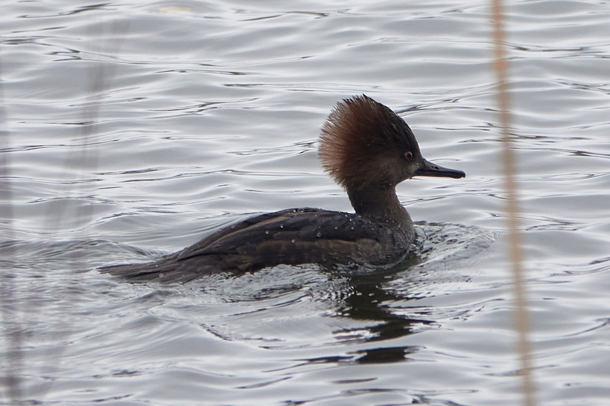 morčák chocholatý - ML645556111