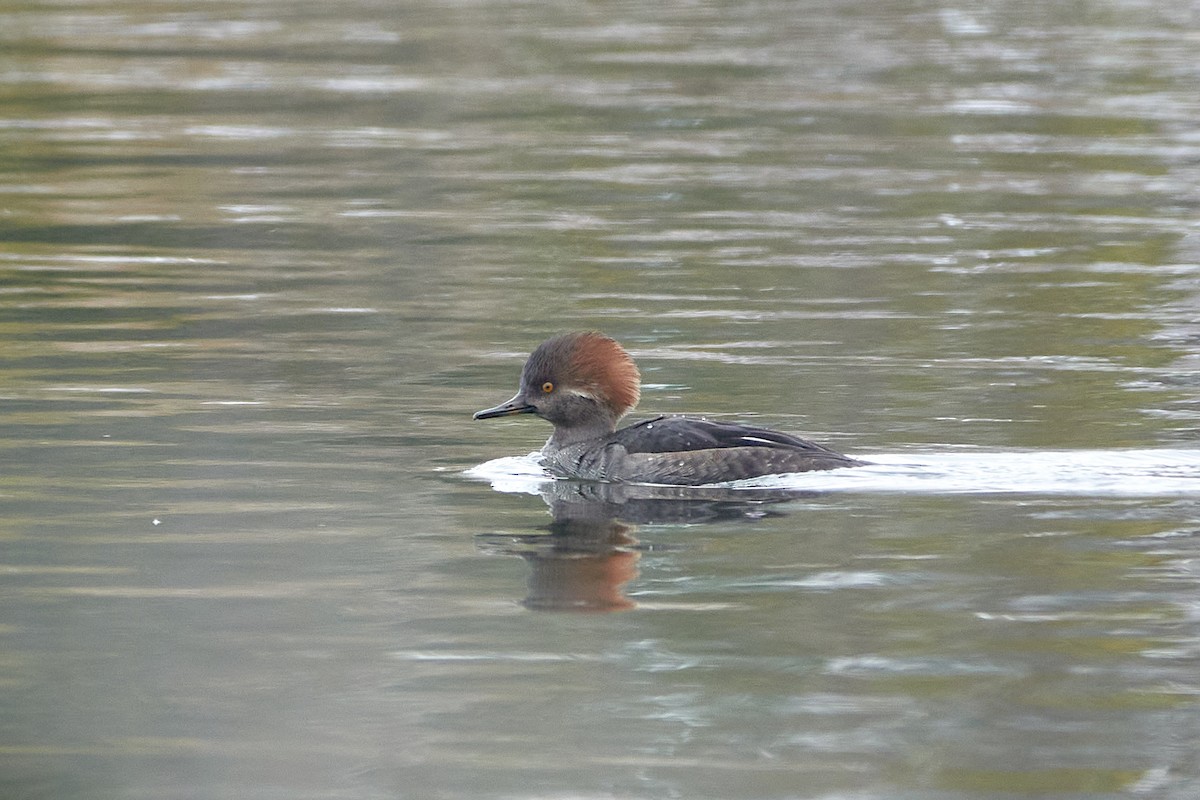 morčák chocholatý - ML645556113