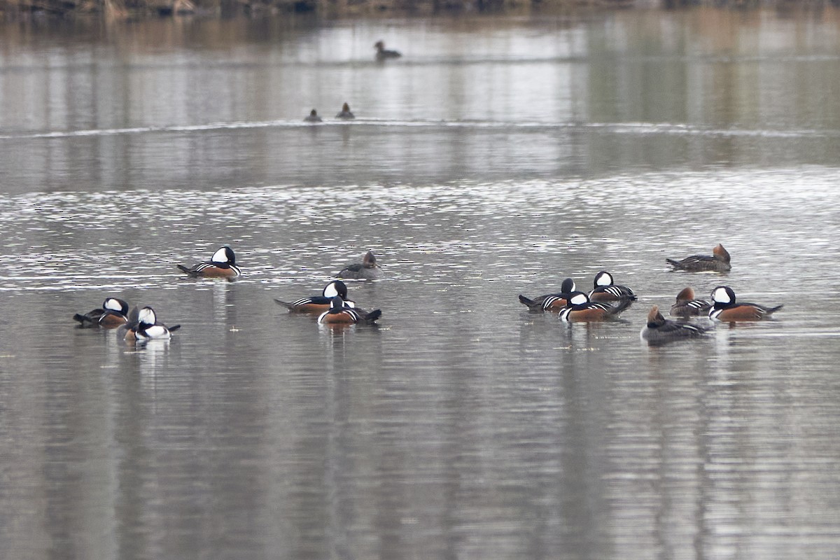 morčák chocholatý - ML645556114