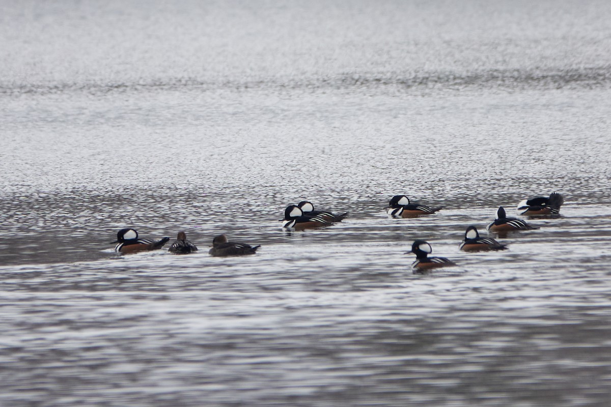 morčák chocholatý - ML645556115