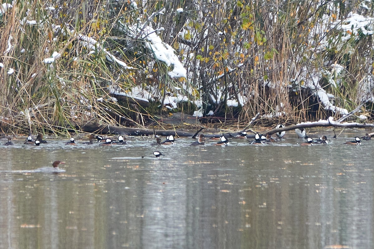 morčák chocholatý - ML645556117