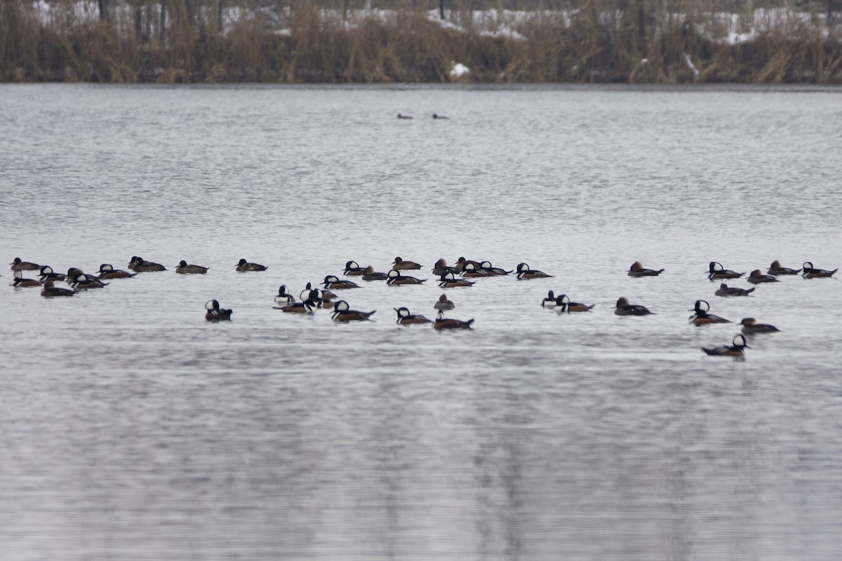 morčák chocholatý - ML645556118