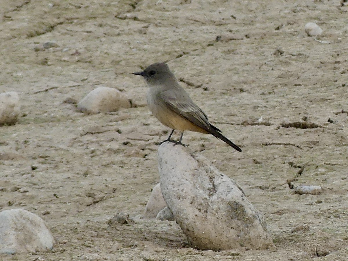 Say's Phoebe - ML645556119