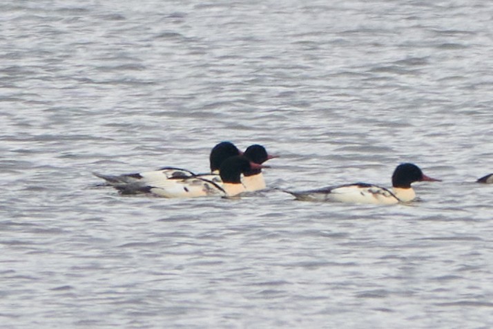 morčák velký - ML645556125